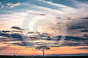 Wildlife animals grazing under Lone sunset Trees Rough Roads Savannah grasslands of the Maasai Mara National Game Reserve park rif