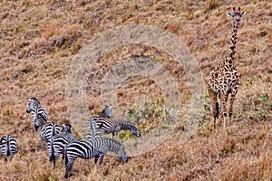 Wildlife Animals Mammals at the savannah grassland wilderness hill shrubs great rift valley maasai mara national game Reserve park