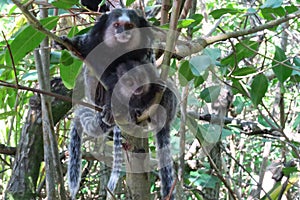 A monkey family of the macaco type sitting inside a Brazilian mangrove looking into your eyes in Barra Grande Bahia photo