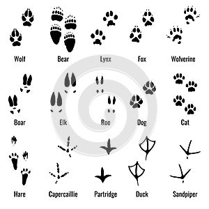 Wildlife animals, reptiles and birds footprint, animal paw prints vector set