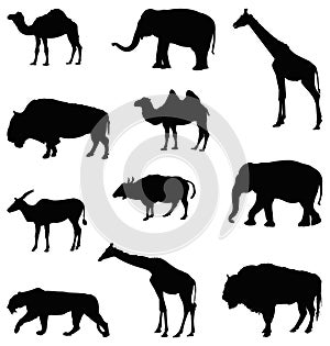 Wildlife animals silhouette - undomesticated animal species