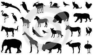 Wildlife animals silhouette - undomesticated animal species