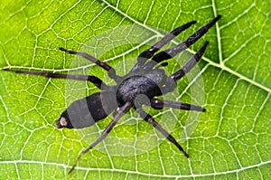 Wildlife and Animals - Spiders