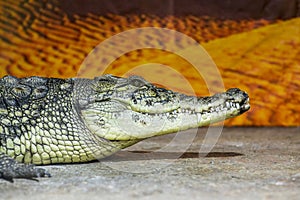 Wildlife animals - wild reptile crocodile mouth and teeth. Crocodile head in profile resting