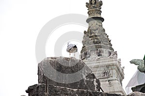 Wildlife and architecture. Gull sit on architectural monument. Sea gull on stone monument. Historical stone sculpture and bird on