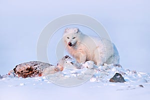 Wildlife in the Arctic. Polar fox with deer carcass in snow habitat, winter landscape, Svalbard, Norway. Beautiful white animal in