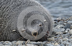 Wildlife around Grytviken, South Georgia