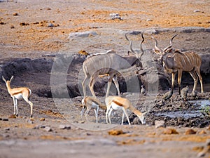 Wildlife around waterhole - Etosha National Park - Namibia