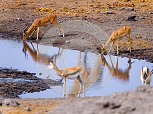 Wildlife around waterhole - Etosha National Park - Namibia