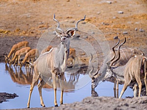 Wildlife around waterhole - Etosha National Park - Namibia