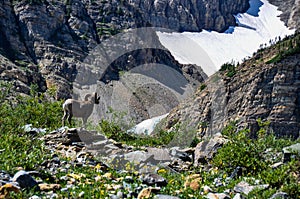 WIldlife as seen in Glacier National Park, Montana, USA