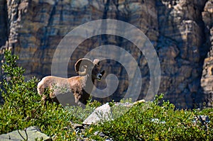 WIldlife as seen in Glacier National Park, Montana, USA