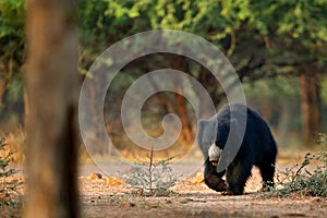 Wildlife Asia. Cute animal on the road Asia forest. Sloth bear, Melursus ursinus, Ranthambore National Park, India. Wild Sloth bea