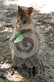 Wildlife of Australia