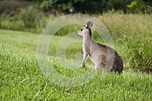 Wildlife Australian Kangaroo
