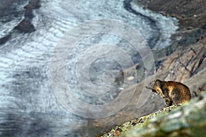 Wildlife Austria. Cute fat animal Marmot, sitting on stone nature rock mountain habitat, Alp. Wildlife ice scene from wild nature