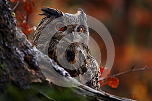 Wildlife in autumn. Eurasian Eagle Owl, Bubo Bubo, sitting on the tree stump block, wildlife photo in the forest with orange