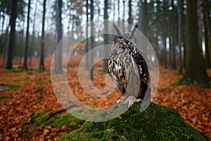 Wildlife in autumn. Eurasian Eagle Owl, Bubo Bubo, sitting on the tree stump block, wildlife photo in the forest with orange