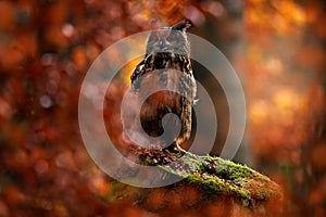 Divočina na jeseň. Výr skalný, bubo bubo, sediaci na bloku pňa stromu, fotografia divokej zveri v lese s oranžovou