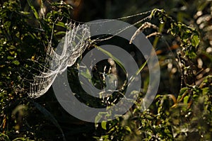 SPIDER WEB