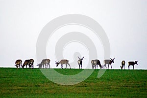 Wildlife background. Deer on green meadow. Gray sky. Growing antlers. Deer on the Horizon.