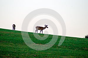 Wildlife background. Deer on green meadow. Gray sky. Growing antlers. Deer on the Horizon.