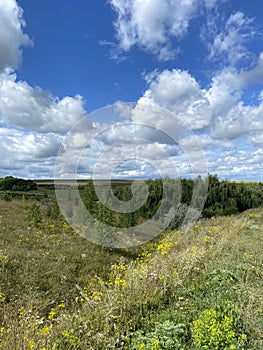 Wildlife background. Gaze at the horizon in an open area.