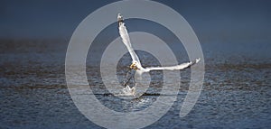 Wildlife background of Larus cachinnans seagull hunting on a pond