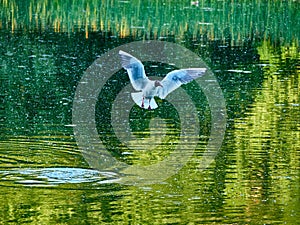 Wildlife background of Larus cachinnans seagull hunting on a pond, flies over the water and catches fish, has fish in