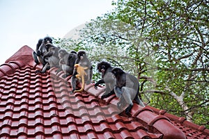 wildlife background with monkeys and baby monkey on roof top. image for animal, mammal, nature, wild, pet, travel, zoo, concept