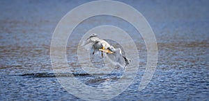 Wildlife background of seagull hunting on a pond