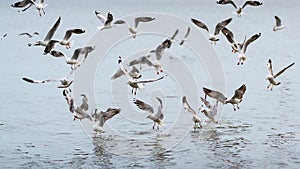 Wildlife, background and texture of Larus Charadriiformes or White Seagull on a sea, flies over the water. Flock of birds, photo