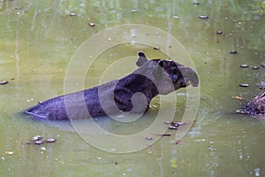 Wildlife: Baird Tapir is seen bathing in water reserve in the Jungle photo