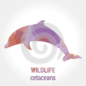 Wildlife banner - cetaceans dolphin