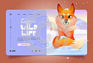 Wildlife banner with cute red fox on white snow
