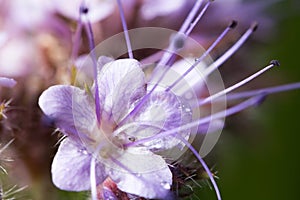 Wildlife. Beautiful flower close up. Macrocosm