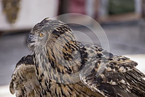 Wildlife, beautiful owl in a medieval fair with exhibition of bi
