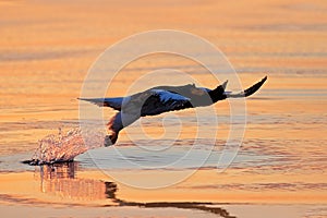 Wildlife behaviour scene, nature. Orange sun, beautiful sunrise. Sunrise in ocean. Beautiful Steller`s sea eagle, Haliaeetus pela