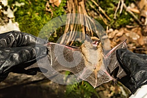 Wildlife Biologist holding a Big Brown Bat.