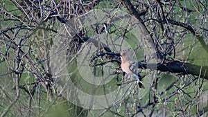 Wildlife bird. Eurasian Hoopoe, scientific name is Upupa Epops, is from the Upupidae family