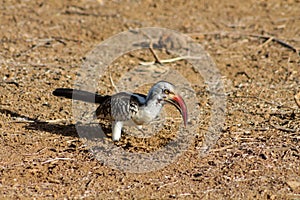 Wildlife, bird hornbill on the ground