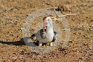 Wildlife, bird red-billed hornbill on the ground