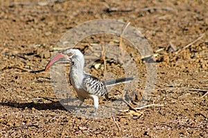 Wildlife, bird red-billed hornbill on the ground