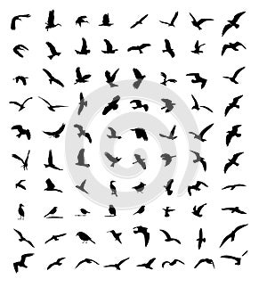 Wildlife bird silhouettes set