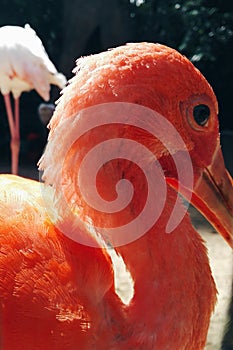 Wildlife bird & x28;ibis escarlata& x29; photo