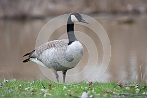 Wildlife Birds Canadian Canada Goose Standing Waters Edge Afternoon