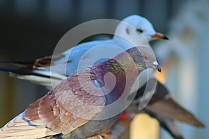 Wildlife birds. A common pigeon rock dove