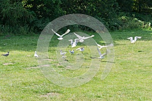 Wildlife birds flying in a park