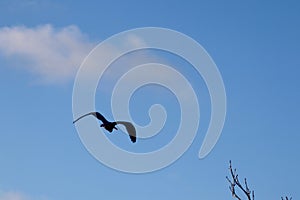 Wildlife birds. A grey heron in flight