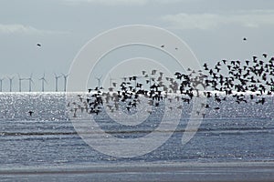 Wildlife, birds and offshore wind turbines.